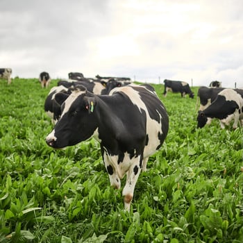 Grazing Cow-1
