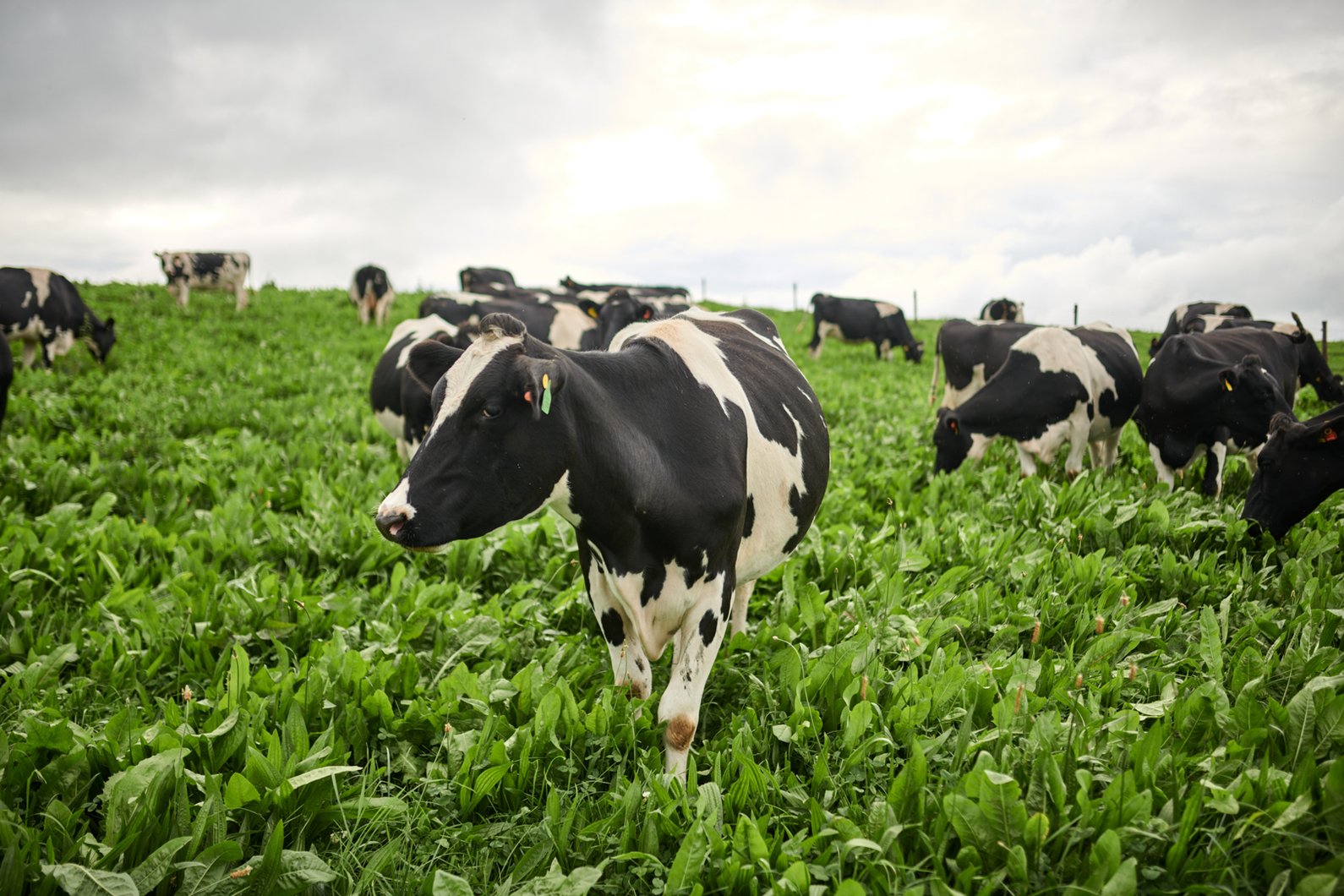Grazing Cow