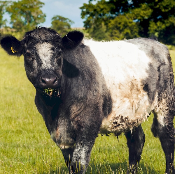 Grassfed Cows - Farmison-5 Grassfed Cows - Farmison-5