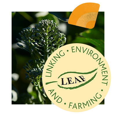 LEAF